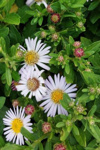 ASTER ageratoides 'Asmoe' - Őszirózsa