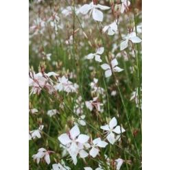   GAURA (Oenothera) lindheimeri 'Sparkle White' - Évelő díszgyertya