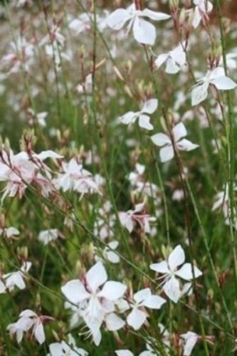 GAURA (Oenothera) lindheimeri 'Sparkle White' - Évelő díszgyertya