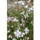 GAURA (Oenothera) lindheimeri 'Sparkle White' - Évelő díszgyertya