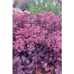   SEDUM (Hylotelephium) spectabile 'Chocolate Cherry' - Varjúháj
