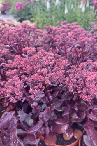SEDUM (Hylotelephium) spectabile 'Chocolate Cherry' - Varjúháj