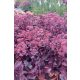 SEDUM (Hylotelephium) spectabile 'Chocolate Cherry' - Varjúháj