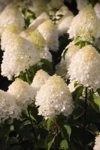 HYDRANGEA paniculata 'Living Sugar Rush' - Bugás hortenzia 