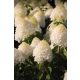 HYDRANGEA paniculata 'Living Sugar Rush' - Bugás hortenzia 