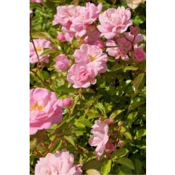 ROSA 'The Fairy' - Talajtakaró rózsa