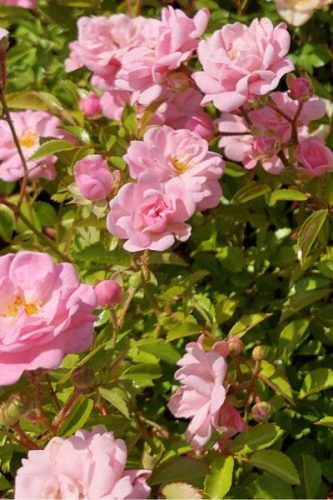 ROSA 'The Fairy' - Talajtakaró rózsa