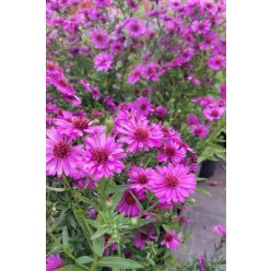   SYMPHYOTRICHUM (syn. Aster) dumosum 'Jenny' - Törpe őszirózsa