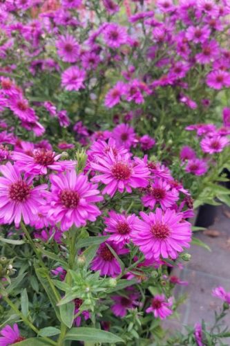 SYMPHYOTRICHUM (syn. Aster) dumosum 'Jenny' - Törpe őszirózsa