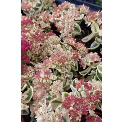 SEDUM (Hylotelephium) 'Lajos' - Varjúháj