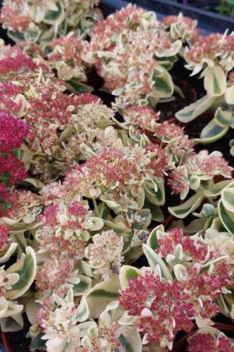 SEDUM (Hylotelephium) 'Lajos' - Varjúháj