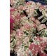 SEDUM (Hylotelephium) 'Lajos' - Varjúháj