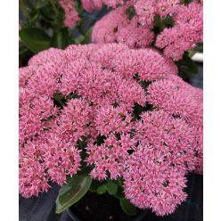   SEDUM (Hylotelephium) spectabile ‘Herbstfreude’ – Varjúháj