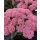 SEDUM (Hylotelephium) spectabile ‘Herbstfreude’ – Varjúháj