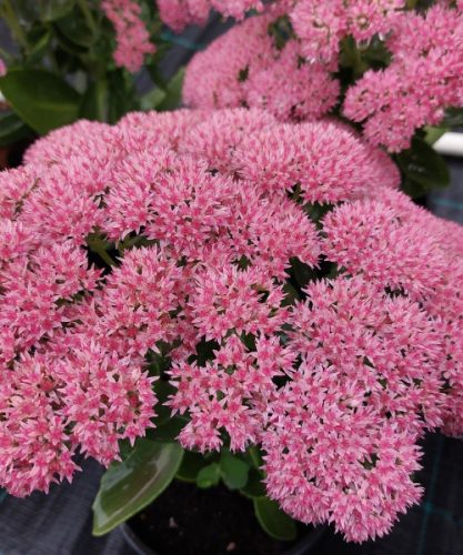 SEDUM (Hylotelephium) spectabile ‘Herbstfreude’ – Varjúháj