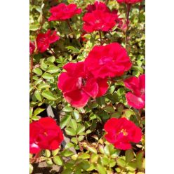 ROSA 'Limesglut' - Talajtakaró rózsa, vörös