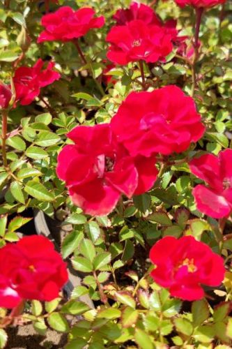 ROSA 'Limesglut' - Talajtakaró rózsa, vörös