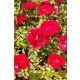 ROSA 'Limesglut' - Talajtakaró rózsa, vörös