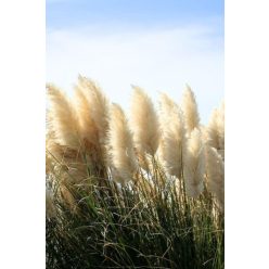   CORTADERIA selloana 'White Feather' - Ezüstös pampafű