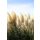 CORTADERIA selloana 'White Feather' - Ezüstös pampafű