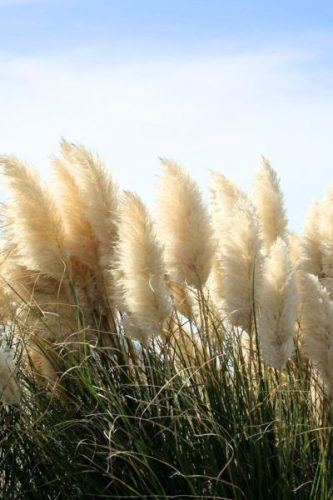 CORTADERIA selloana 'White Feather' - Ezüstös pampafű