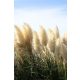 CORTADERIA selloana 'White Feather' - Ezüstös pampafű