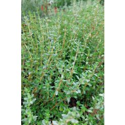 THYMUS vulgaris 'French Summer' - Kerti kakukkfű