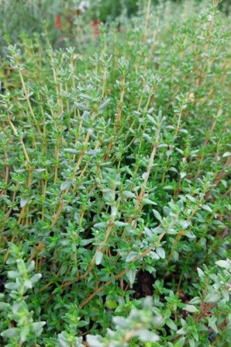 THYMUS vulgaris 'French Summer' - Kerti kakukkfű