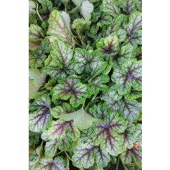 HEUCHERELLA x 'Tapestry' - Turbáncső