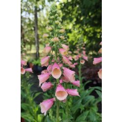   DIGITALIS  'Arctix Fox™ 'Rose' - Gyűszűvirág