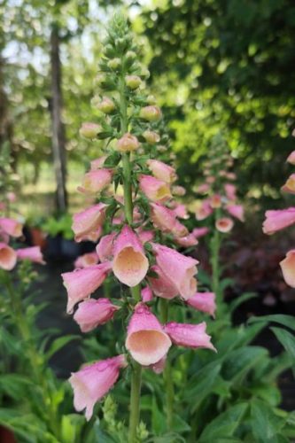 DIGITALIS  'Arctix Fox™ 'Rose' - Gyűszűvirág