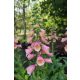DIGITALIS  'Arctix Fox™ 'Rose' - Gyűszűvirág