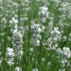   LAVANDULA x intermedia 'Edelweiss' – Levendula, fehér színű