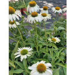ECHINACEA purpurea 