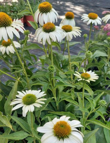 ECHINACEA purpurea 