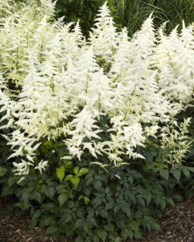 ASTILBE x rosea ASTARY 'White' - Kerti tollbuga