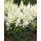 ASTILBE x rosea ASTARY 'White' - Kerti tollbuga