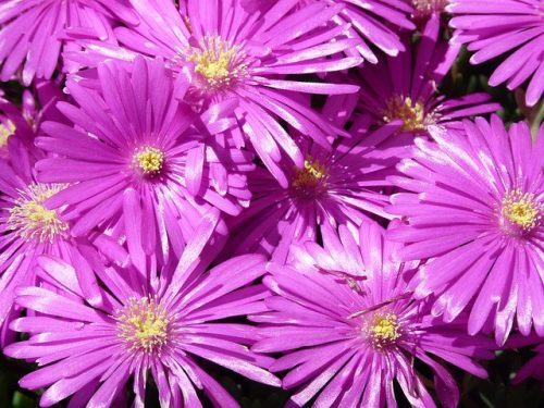 DELOSPERMA cooperi - Kristályvirág, bíborvörös délvirág