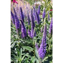 VERONICA 'Skyward™ Blue'- Veronika
