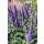 VERONICA 'Skyward™ Blue'- Veronika