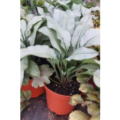 PULMONARIA saccharata 'Majesté' - Tüdőfű