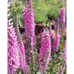 VERONICA  longifolia SKYLER® 'Pink' - Veronika