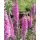 VERONICA  longifolia SKYLER® 'Pink' - Veronika
