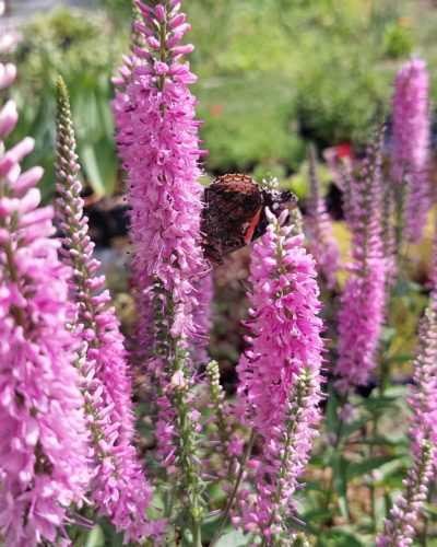 VERONICA  longifolia SKYLER® 'Pink' - Veronika