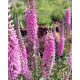 VERONICA  longifolia SKYLER® 'Pink' - Veronika