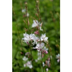   GAURA lindheimeri 'Summer Breeze' - Évelő díszgyertya