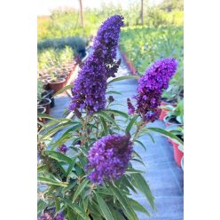   BUDDLEJA davidii 'Butterfly Candy™ Little Purple' - Nyári orgona