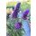 BUDDLEJA davidii 'Butterfly Candy™ Little Purple' - Nyári orgona