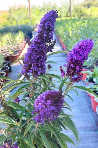 BUDDLEJA davidii 'Butterfly Candy™ Little Purple' - Nyári orgona