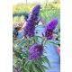 BUDDLEJA davidii 'Butterfly Candy™ Little Purple' - Nyári orgona